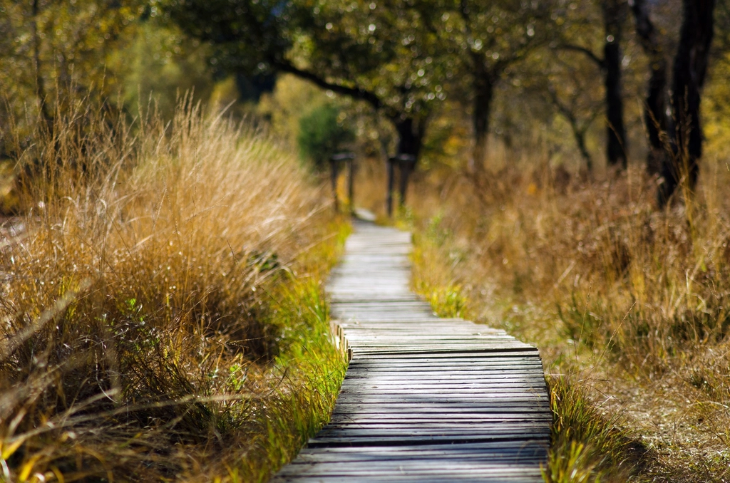 Free trail green forest trees