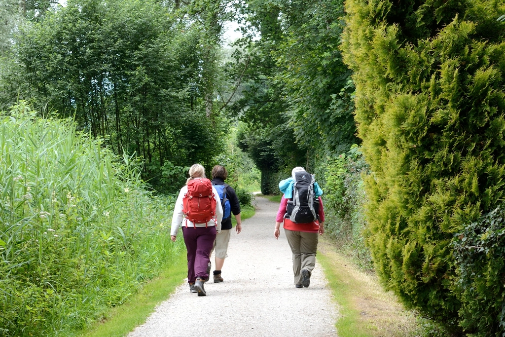 Free trail green forest trees