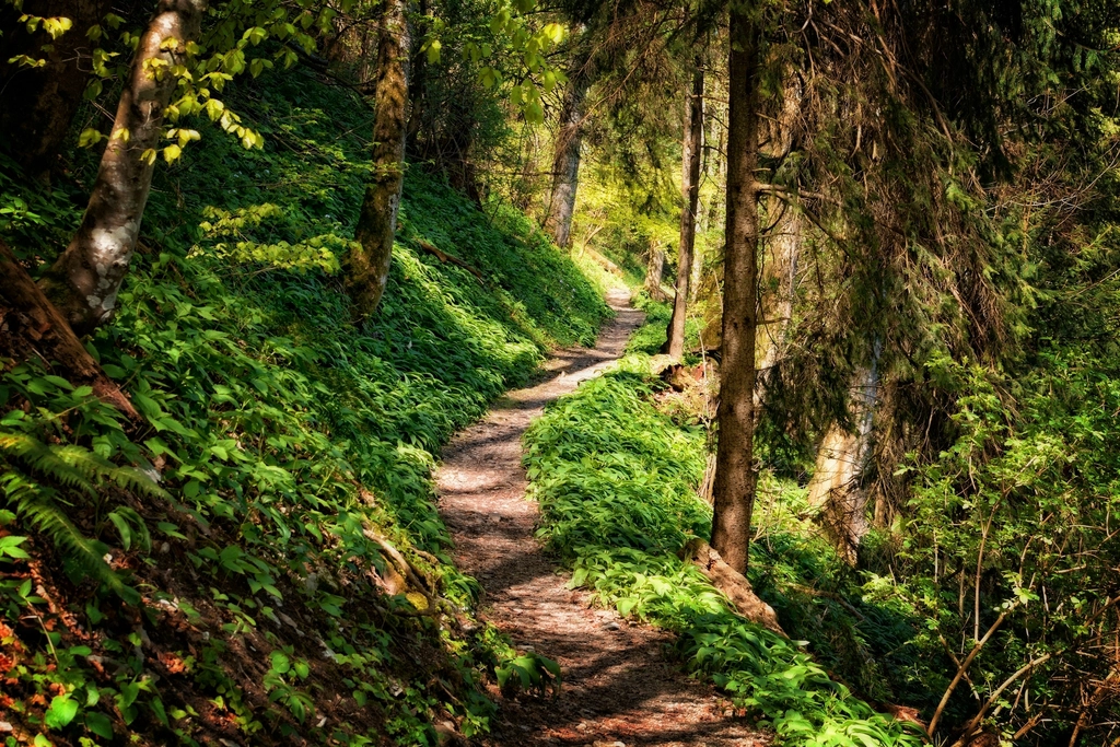 Free trail green forest trees