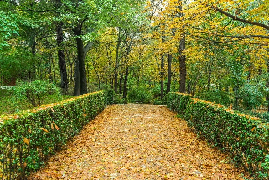 Free trail green forest trees