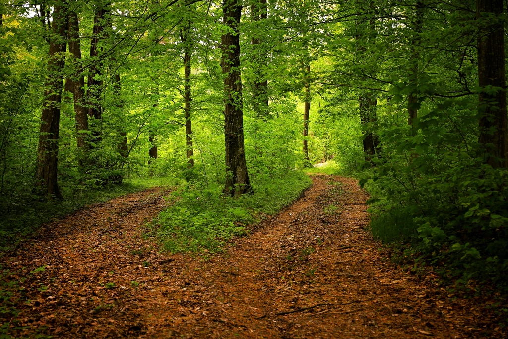 Free trail green forest trees