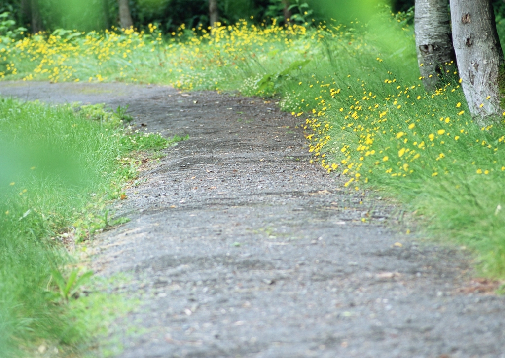 Free trail green forest trees