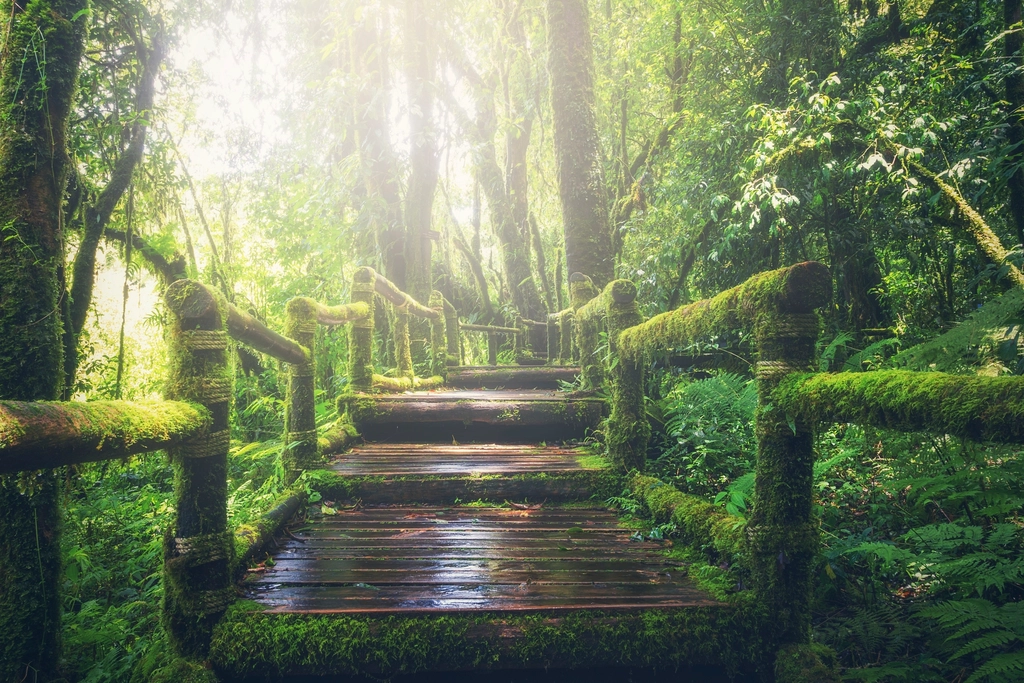 Free trail green forest trees