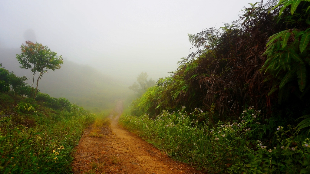 Free trail green forest trees
