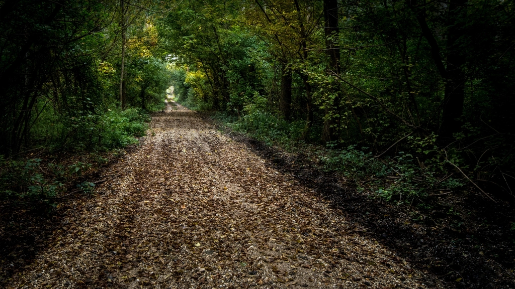 Free trail green forest trees