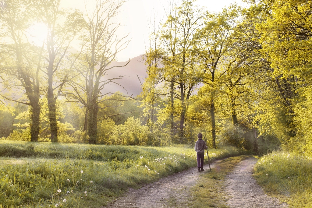 Free trail green forest trees
