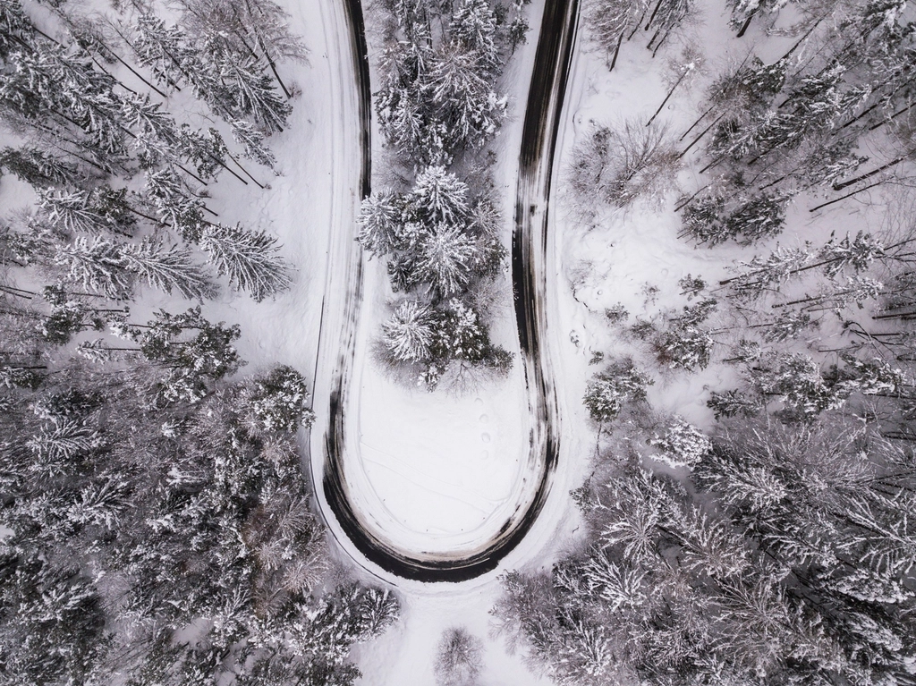 Free winter snow trees photo