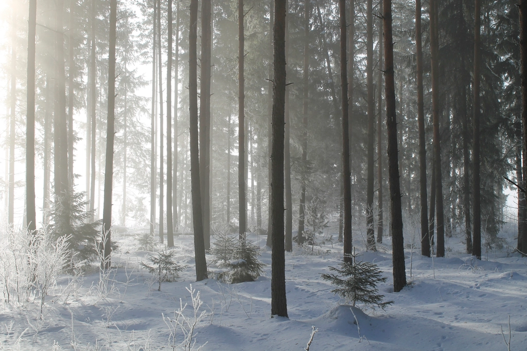 Free winter snow trees photo