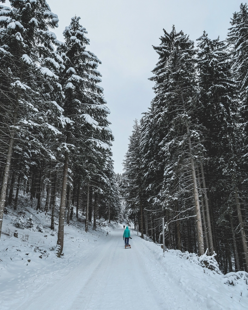 Free winter snow trees photo