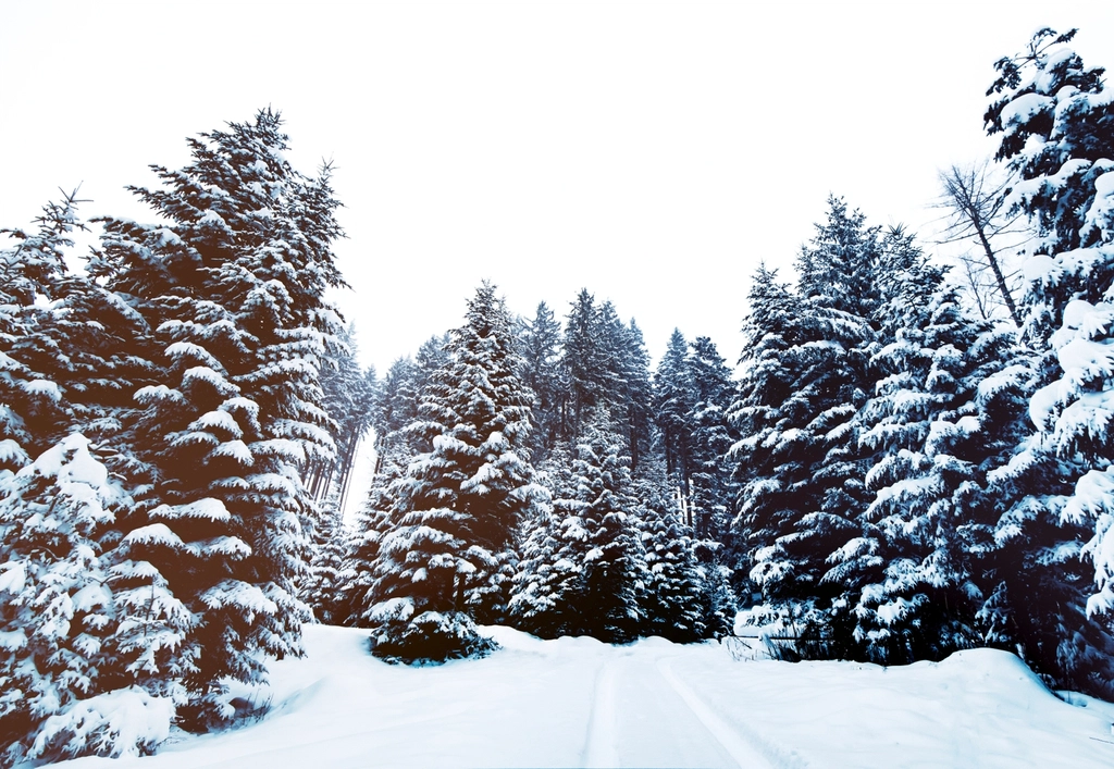 Free winter snow trees photo