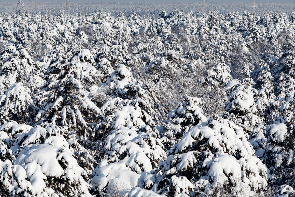 Free winter snow trees photo