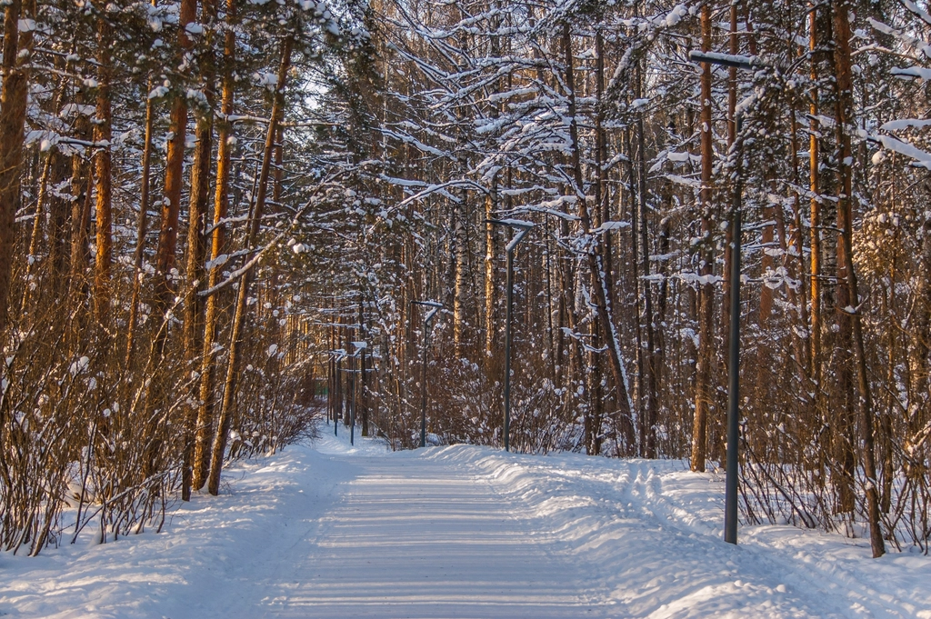 Free winter snow trees photo