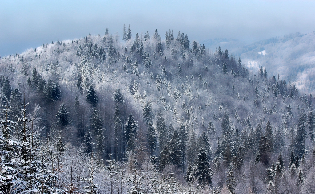 Free winter snow trees photo