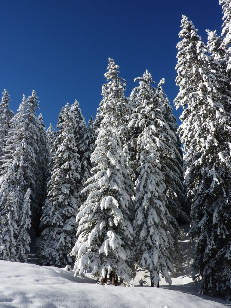 Free winter snow trees photo