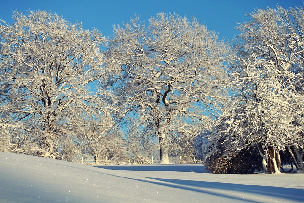 Free winter snow trees photo