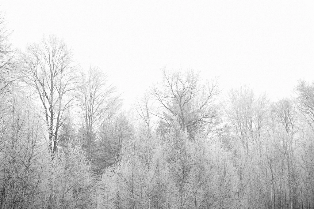 Free winter snow trees photo