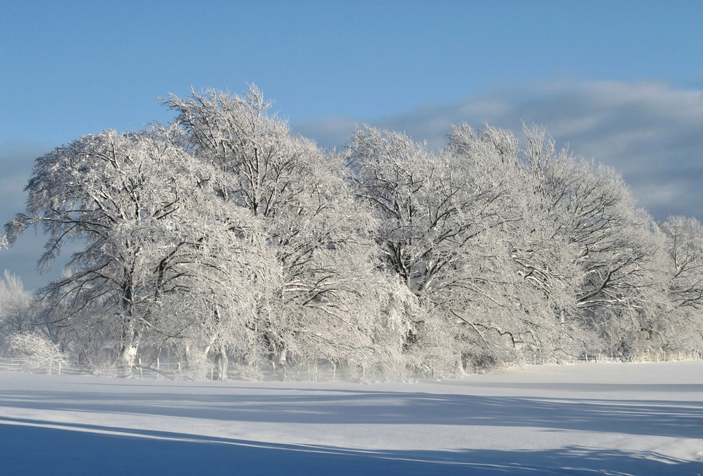 Free winter snow trees photo