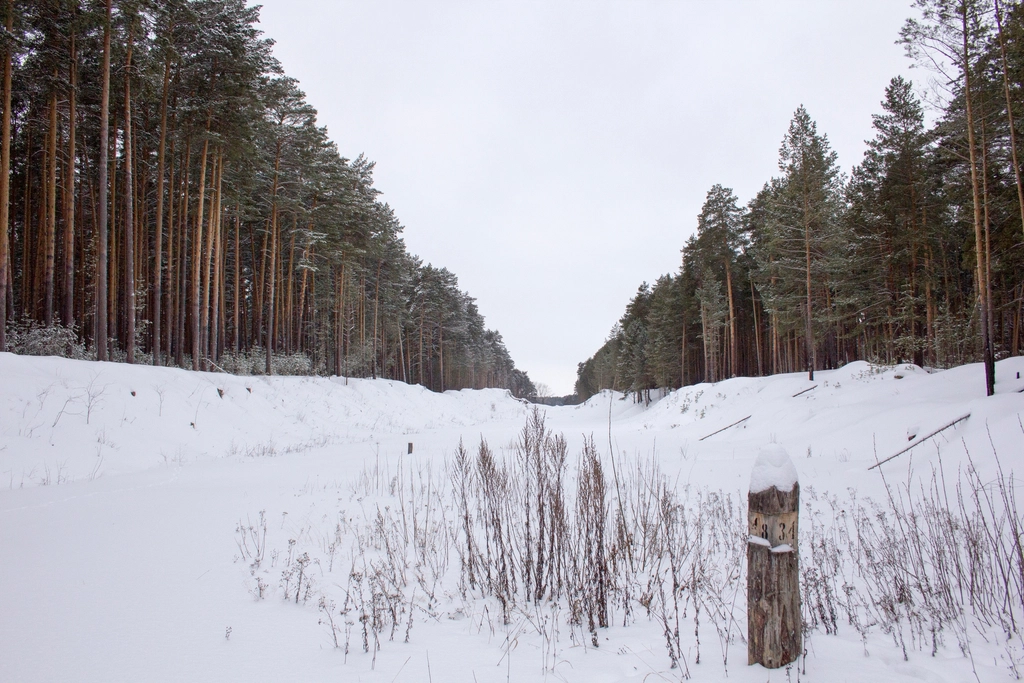 Free winter snow trees photo