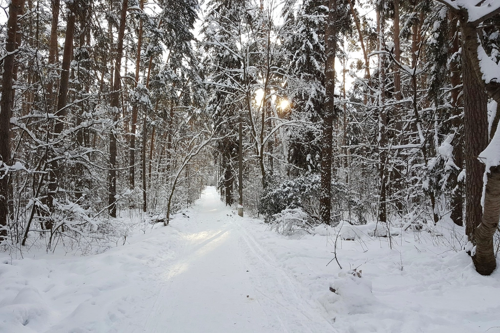 Free winter snow trees photo