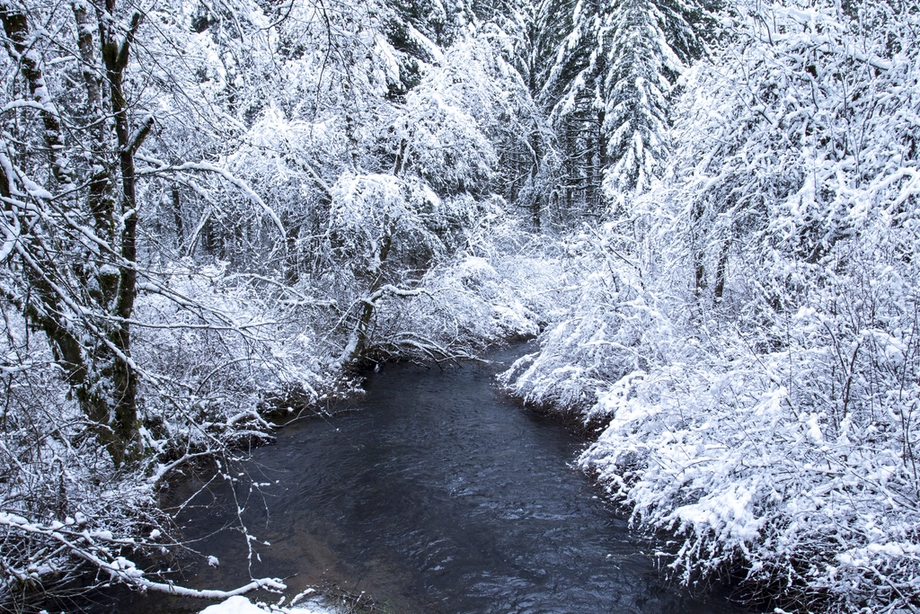 Free winter snow trees photo