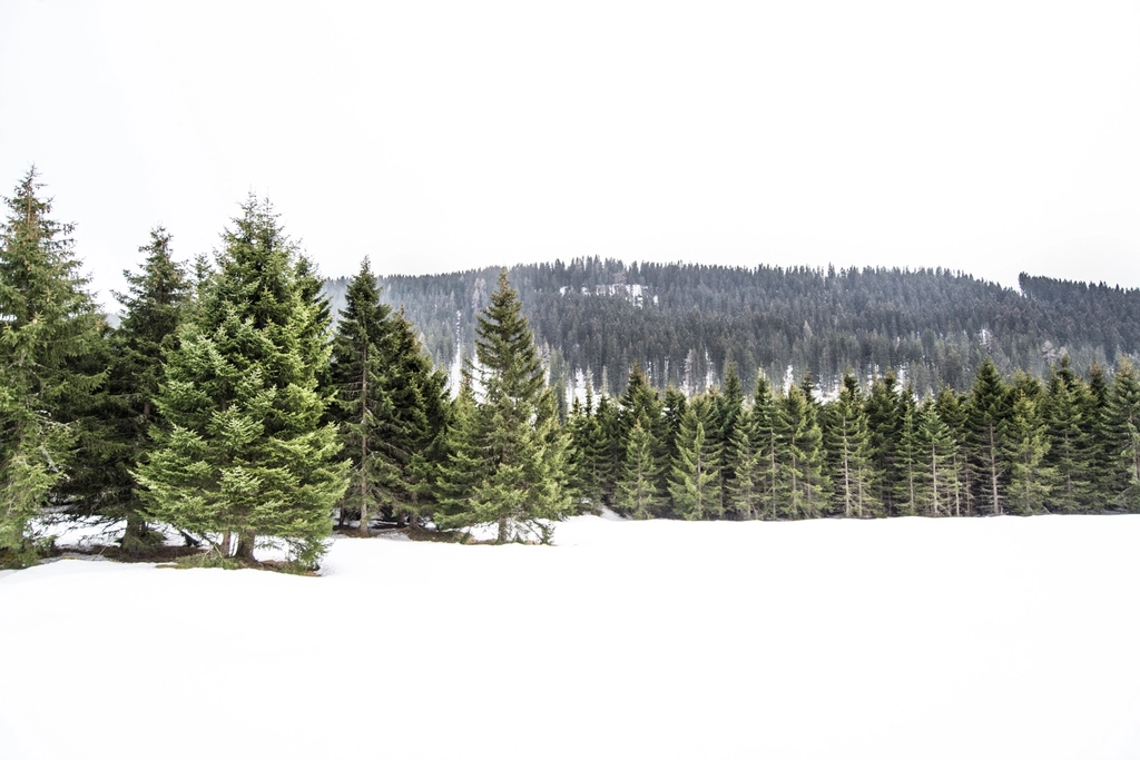 Free winter snow trees photo