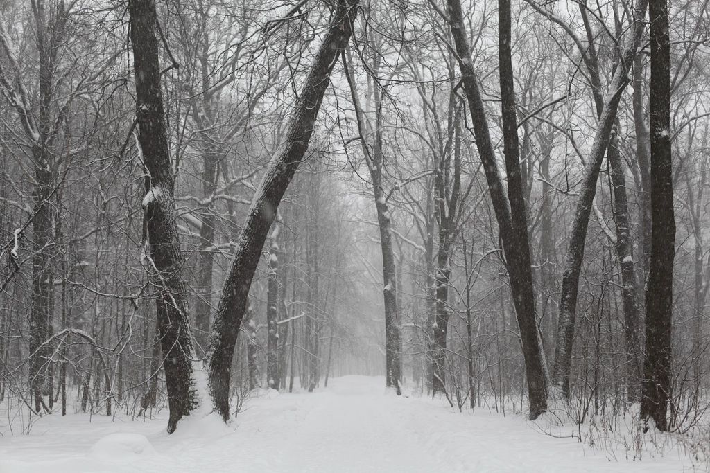 Free winter snow trees photo
