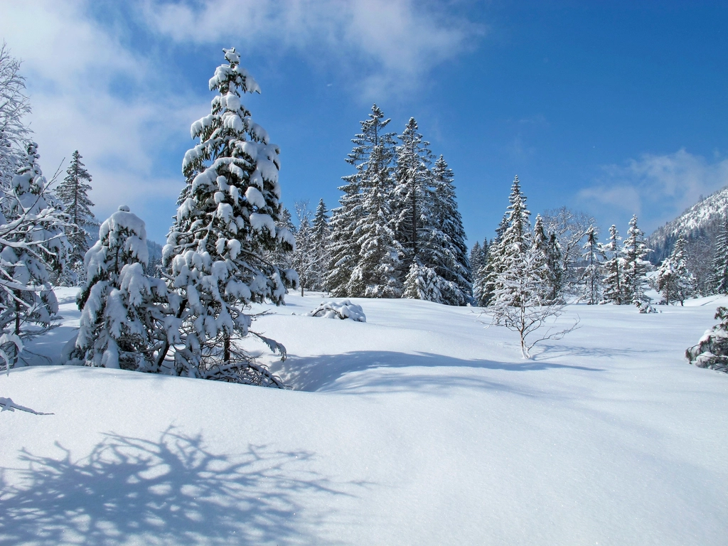 Free winter snow trees photo