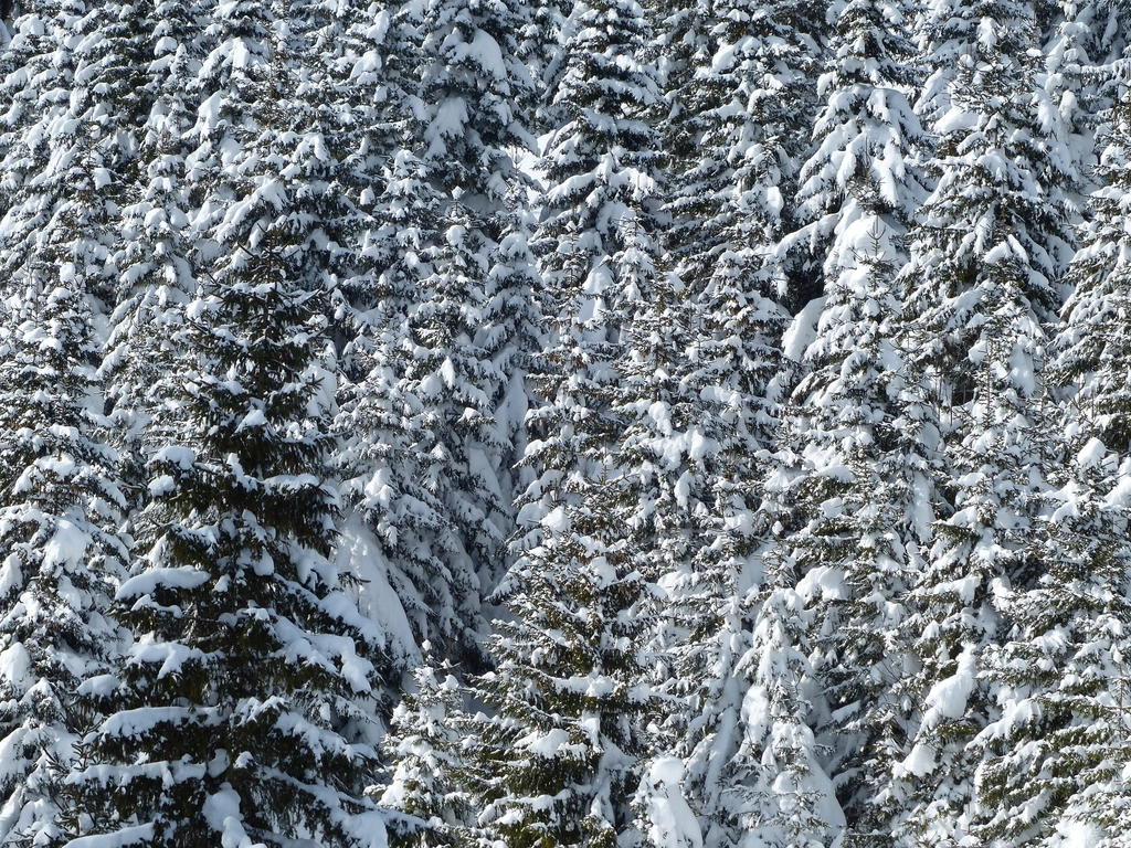 Free winter snow trees photo