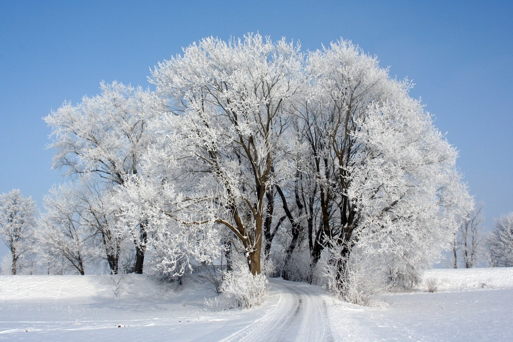 Free winter snow trees photo