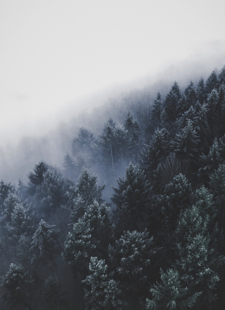 Free winter snow trees photo