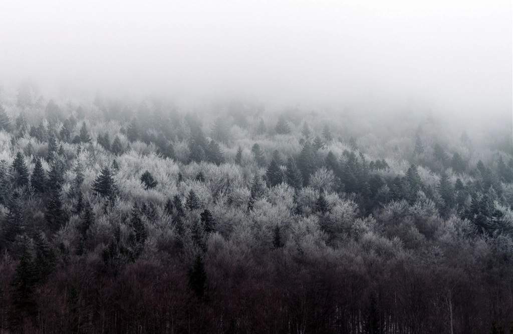 Free winter snow trees photo
