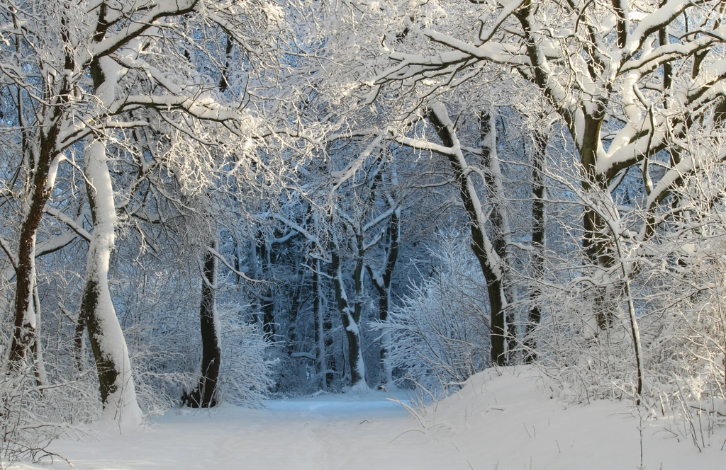 Free winter snow trees photo