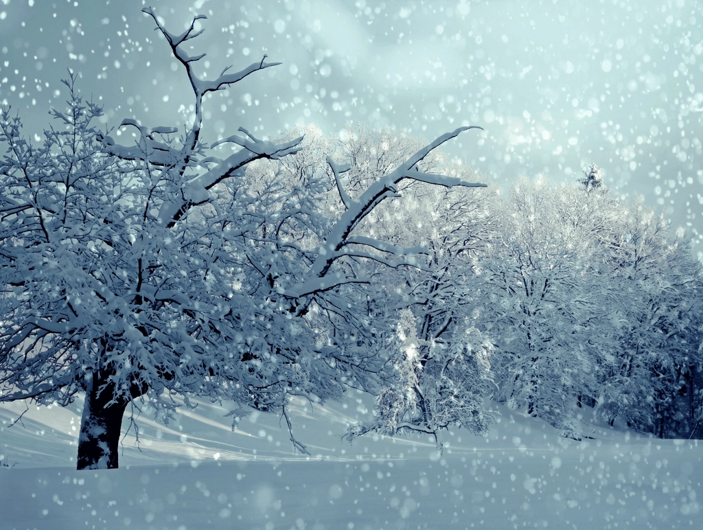 Free winter snow trees photo