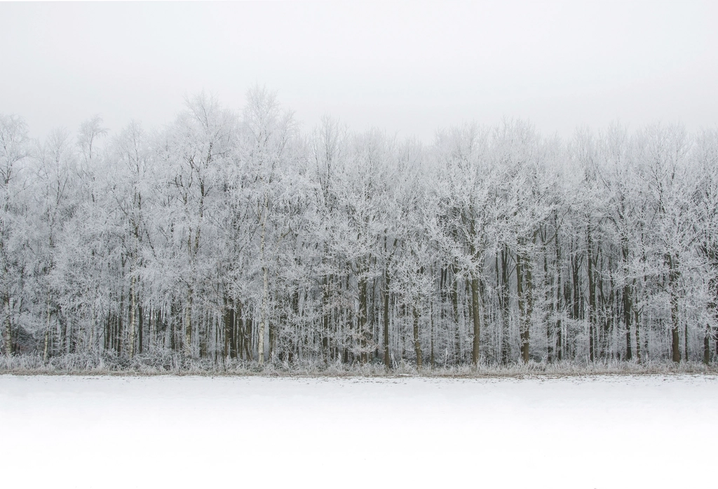 Free winter snow trees photo