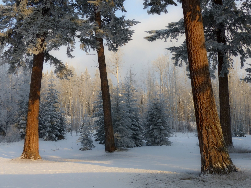 Free winter snow trees photo
