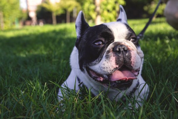 French Bulldog relaxing on the grass