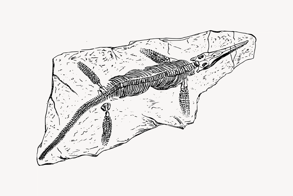 French fossil clipart, drawing illustration
