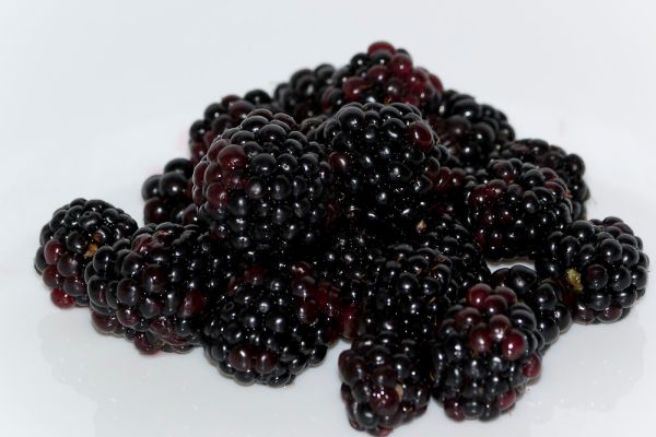 fresh-blackberries-on-white-background