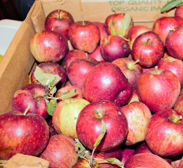 Freshly picked apples