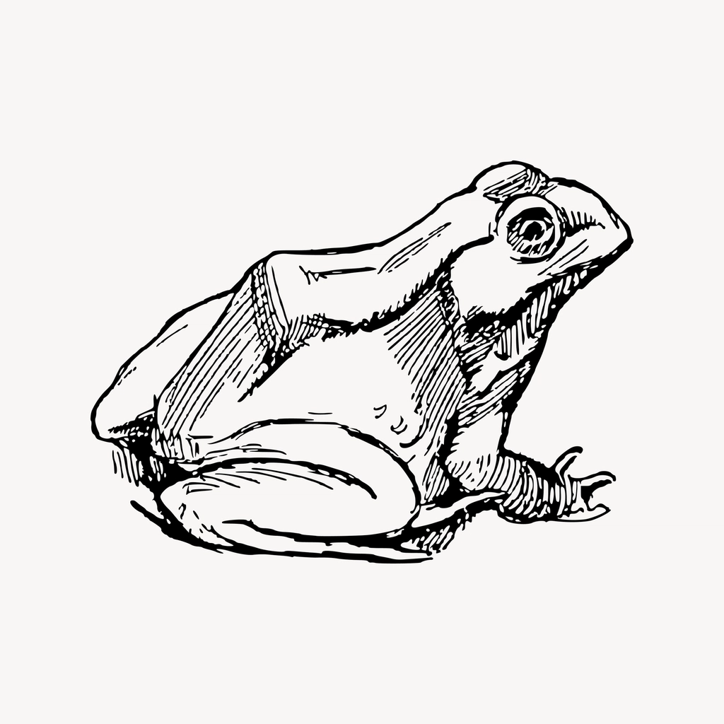 Frog clipart, drawing illustration vector