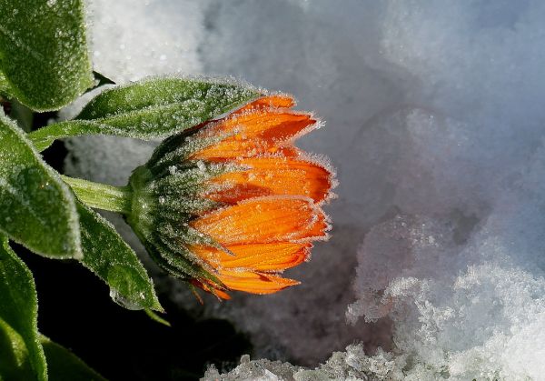 Frozen beauty.