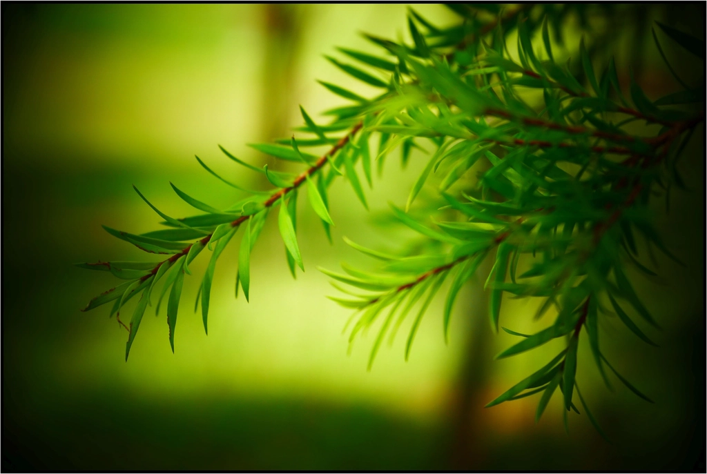 Garden plant leaves, aesthetic nature