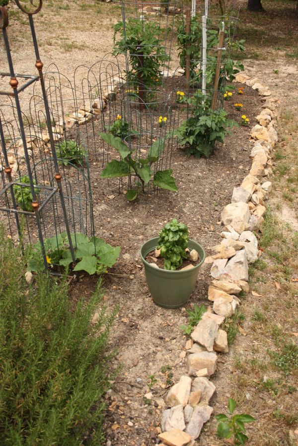 Garden Plants