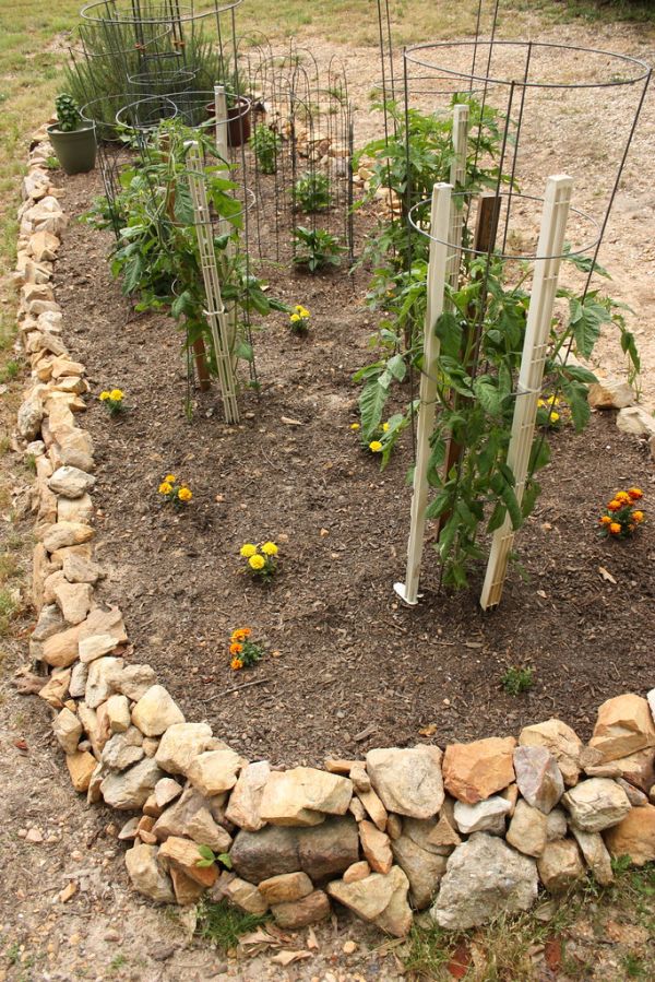Garden Plants