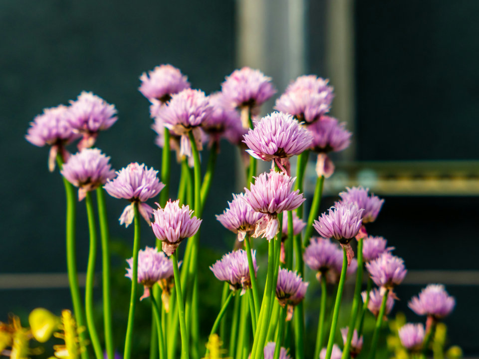 Garden Plants