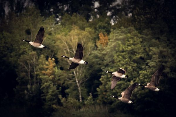 Geese flying
