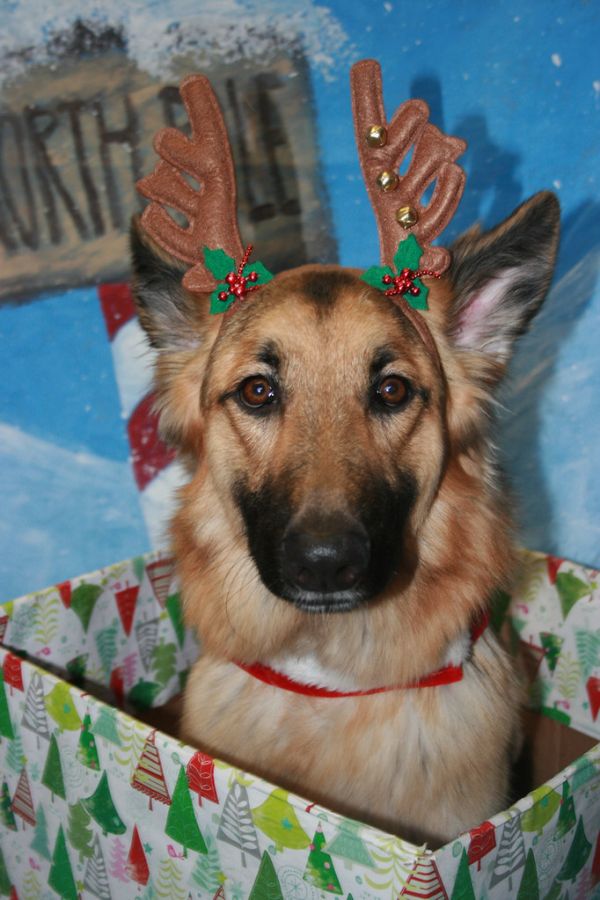 german-shepherd-557499