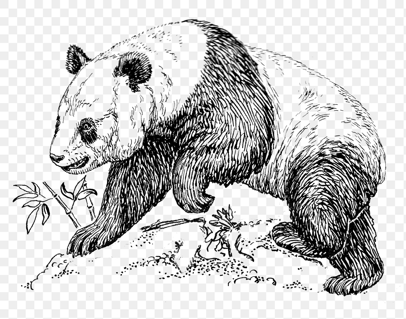 Giant panda png line art