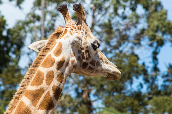 Giraffe