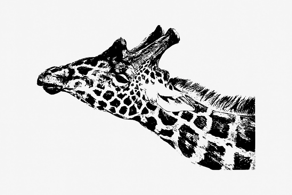Giraffe drawing, vintage animal, wildlife